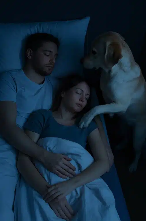 Chien vigilant près d’un lit