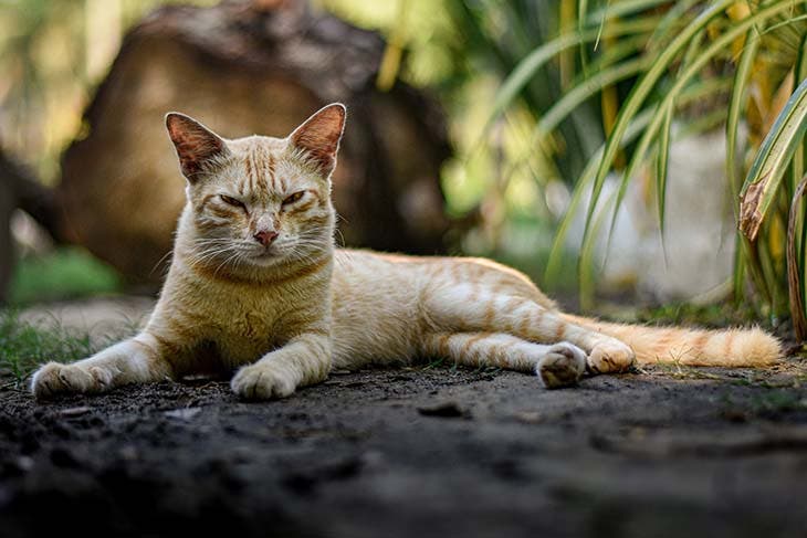 Chat burmese 