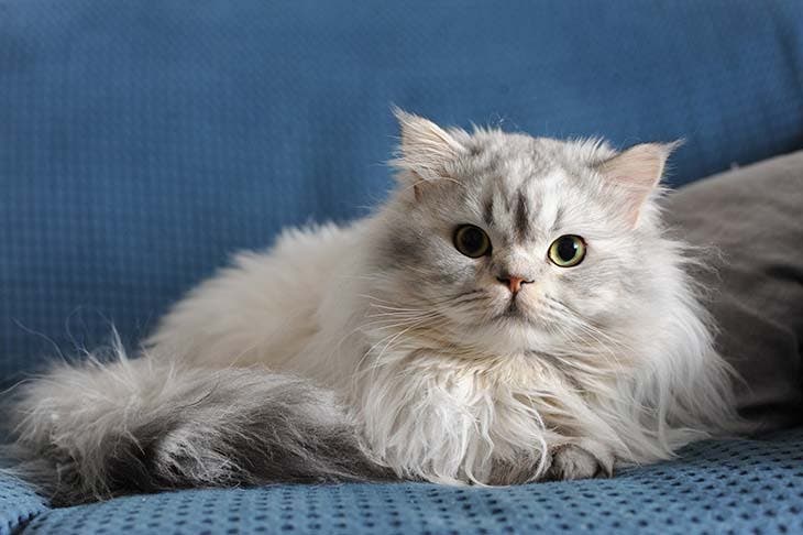 Chat persan 