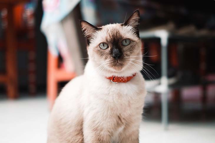 Chat siamois 