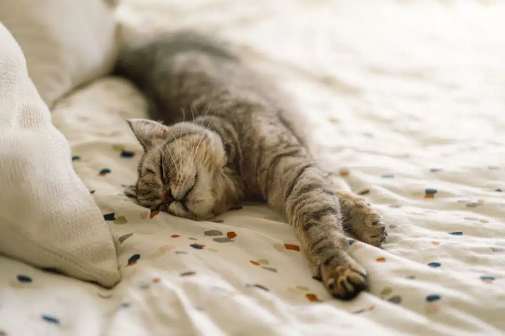 Chat assis sur un lit, observant la pièce avec attention