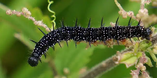Colonie de chenilles du papillon Morio