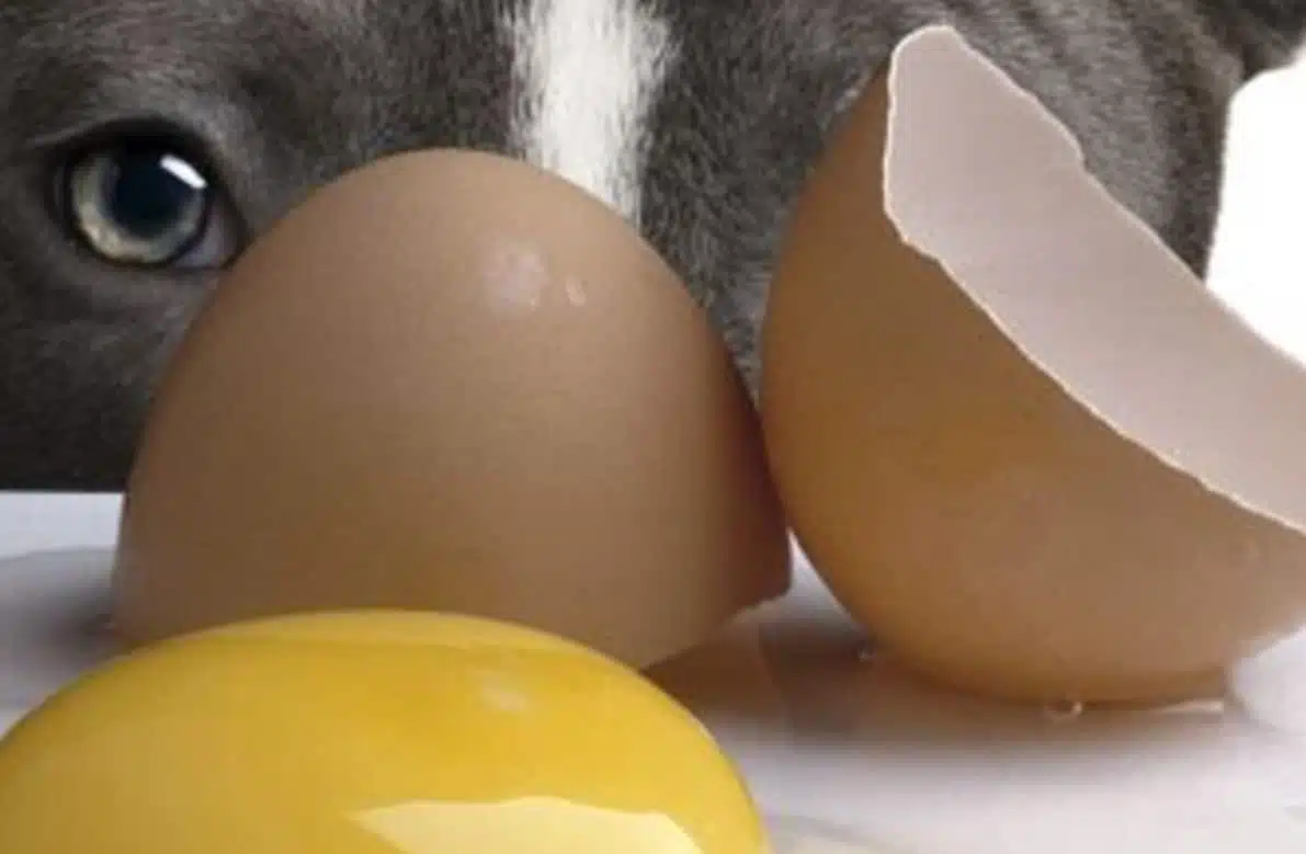 Chien bénéficiant des apports des coquilles d'œufs