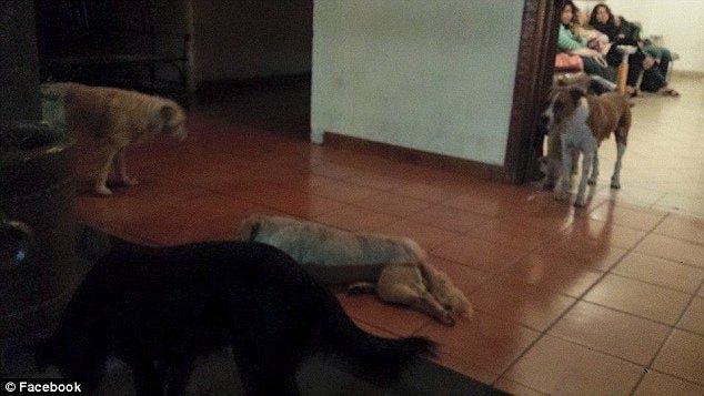 Des chiens errants sont venus aux funérailles d’une vieille dame pour lui rendre hommage