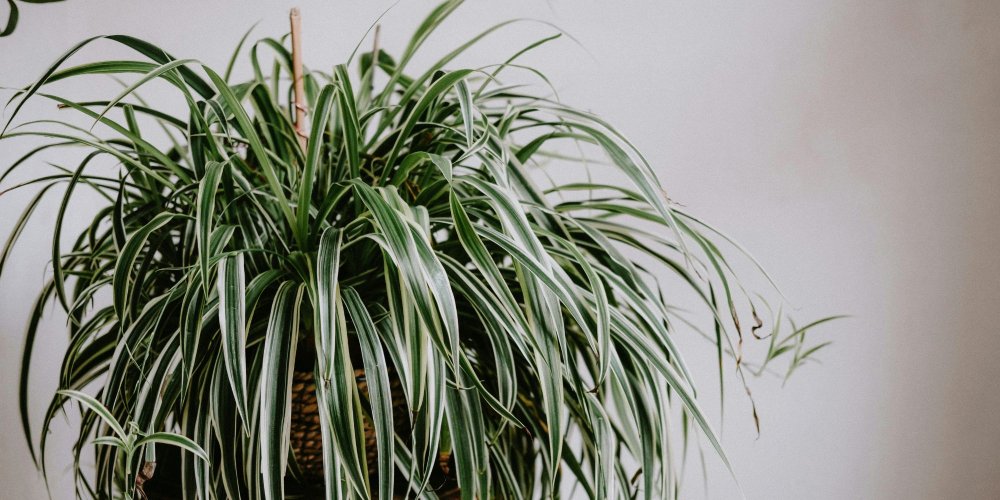 Gros plan sur les racines vigoureuses et le feuillage d'une plante araignée