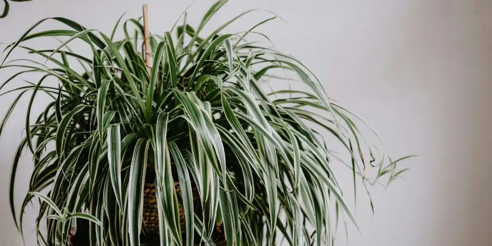 Gros plan sur les racines vigoureuses et le feuillage d'une plante araignée