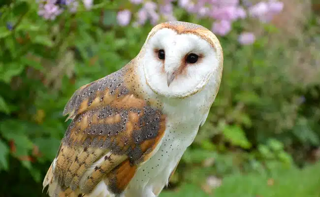 Une chouette perchée sur une branche dans la pénombre