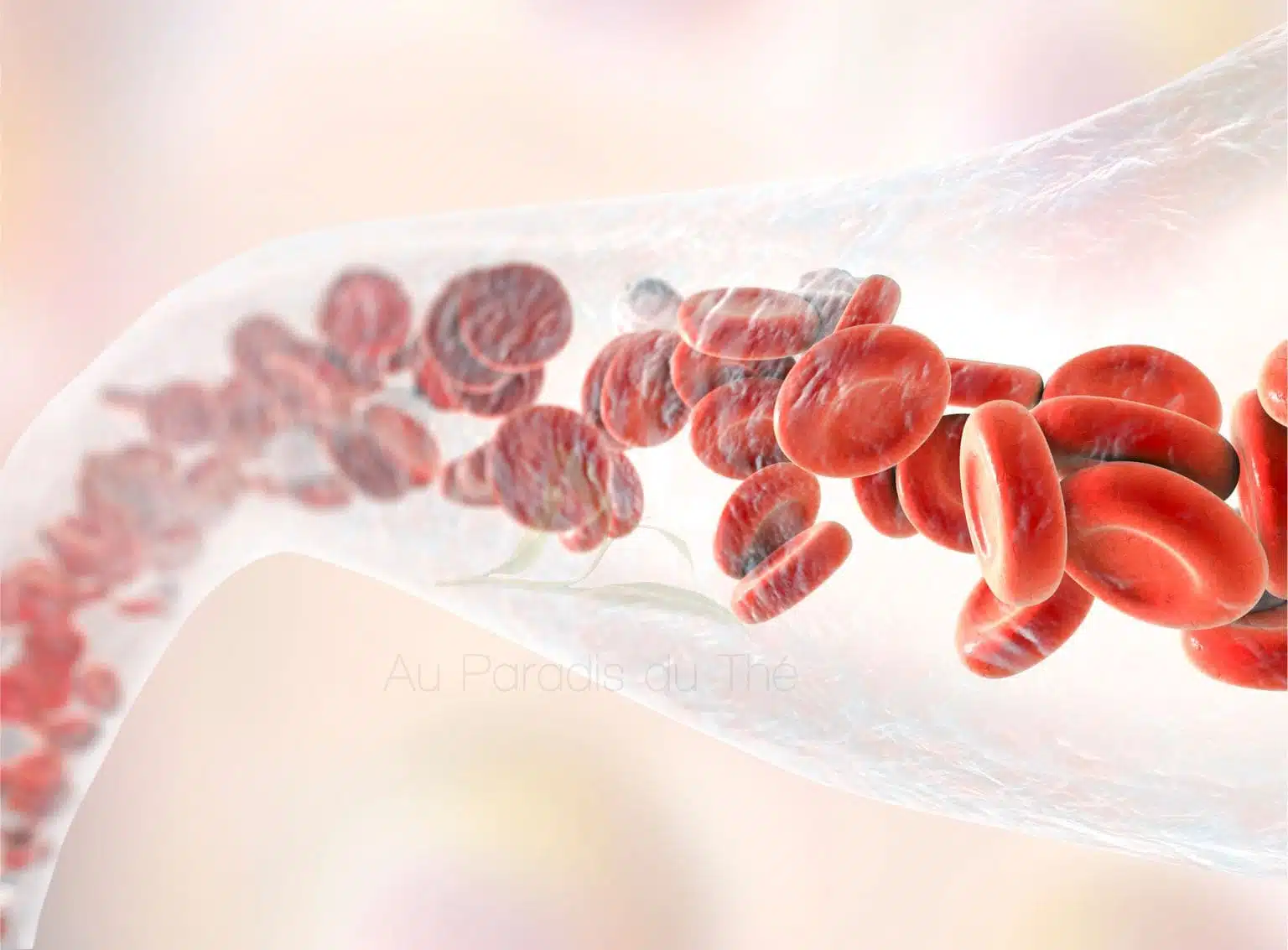 Schéma de la circulation sanguine