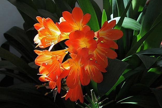 Clivia dans un intérieur marocain moderne