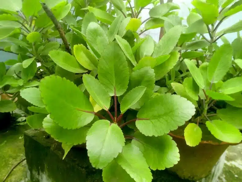 Détail des feuilles de Kalanchoe