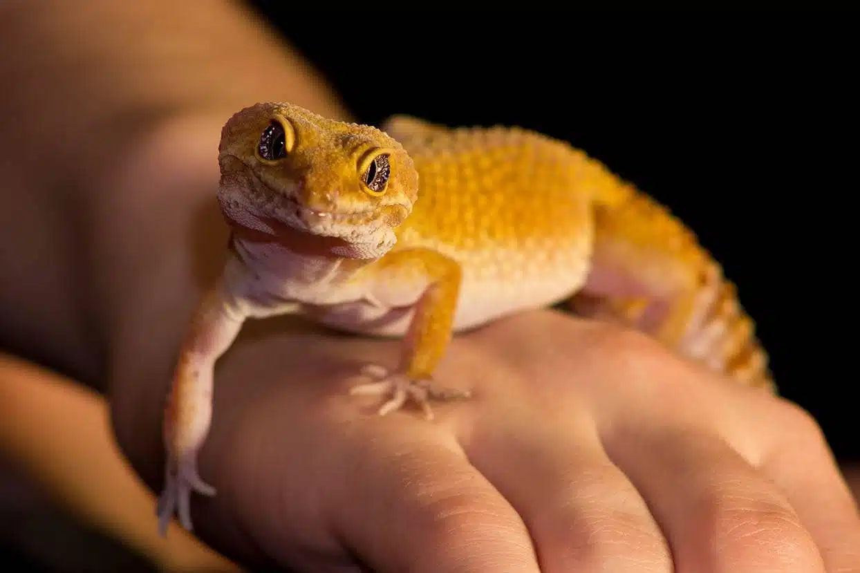 Gecko léopard posé sur une main