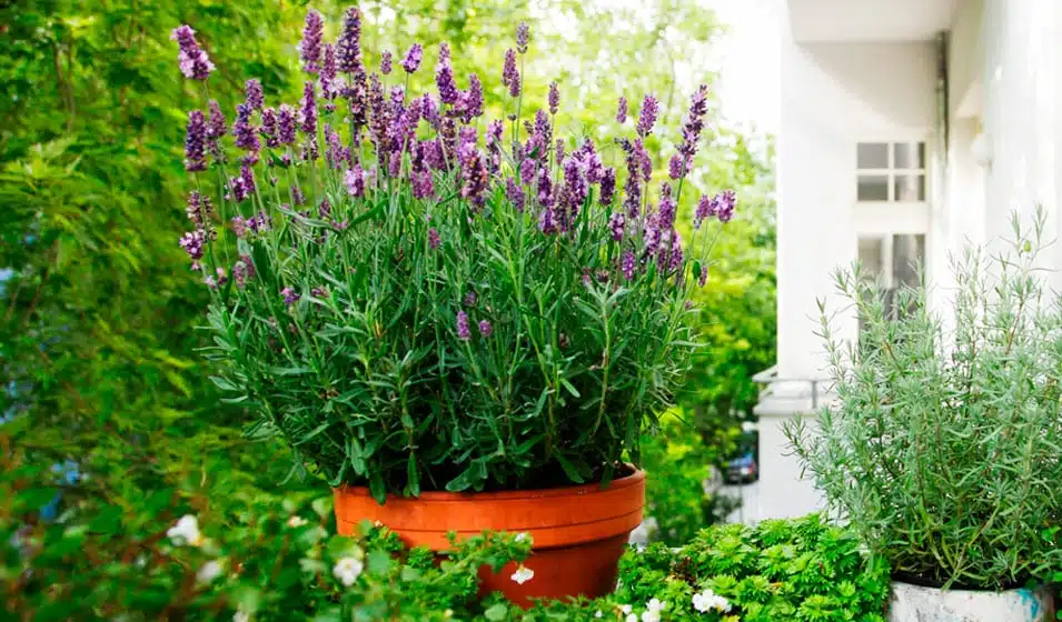 Plantation de lavande en pot