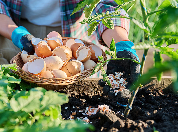 Coquilles d'œufs utilisées comme engrais naturel au jardin