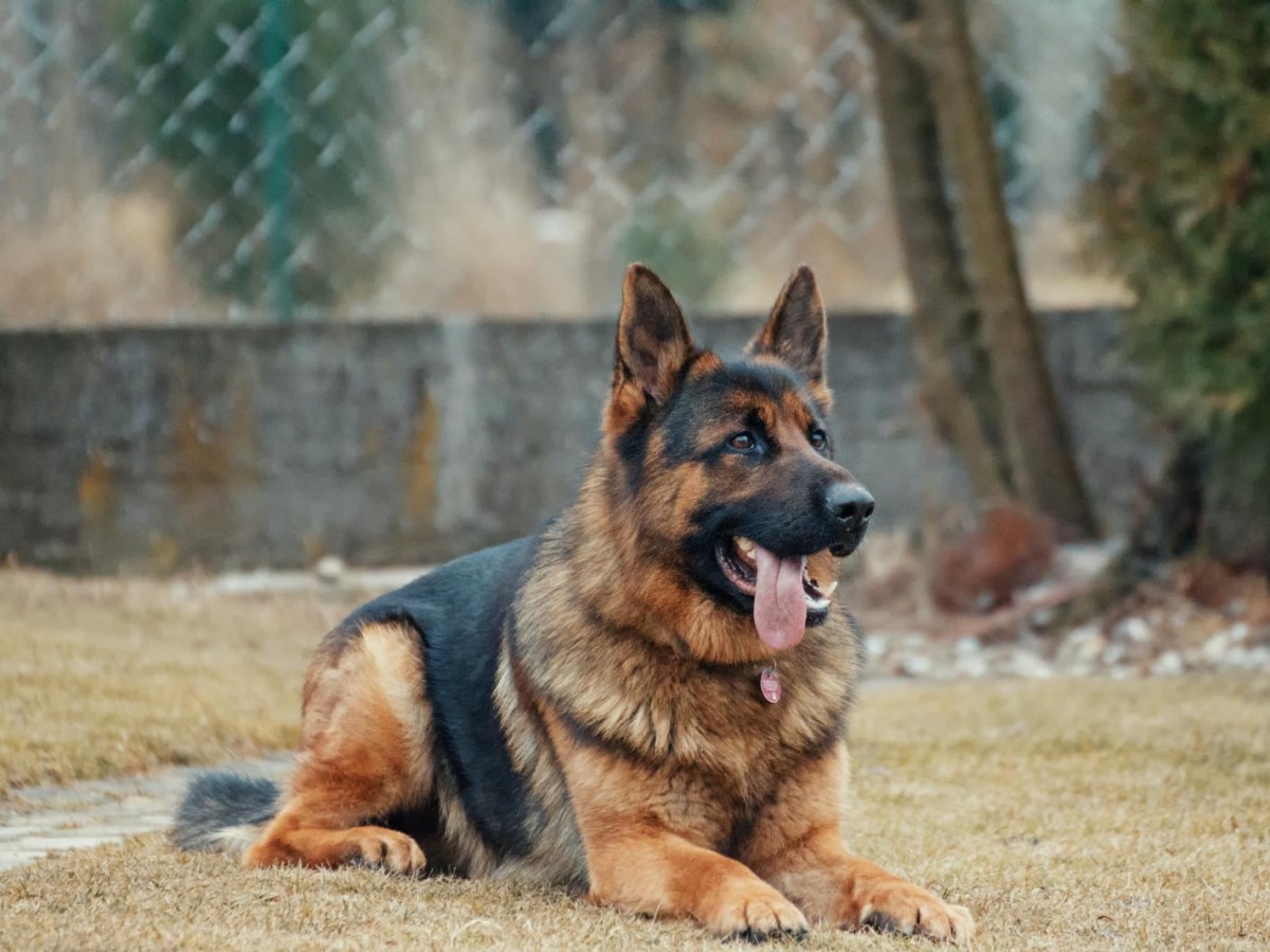 Portrait sérieux d'un berger allemand, chien de travail