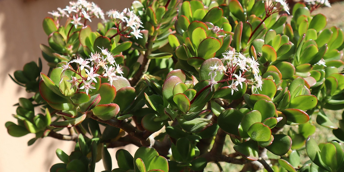 Crassula ovata bien entretenue sur un rebord de fenêtre lumineux