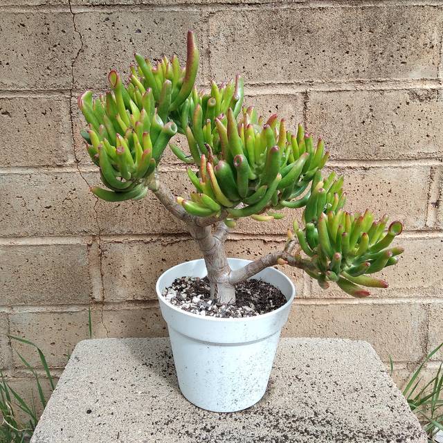 Variété 'Gollum' de l'arbre de jade avec ses feuilles tubulaires