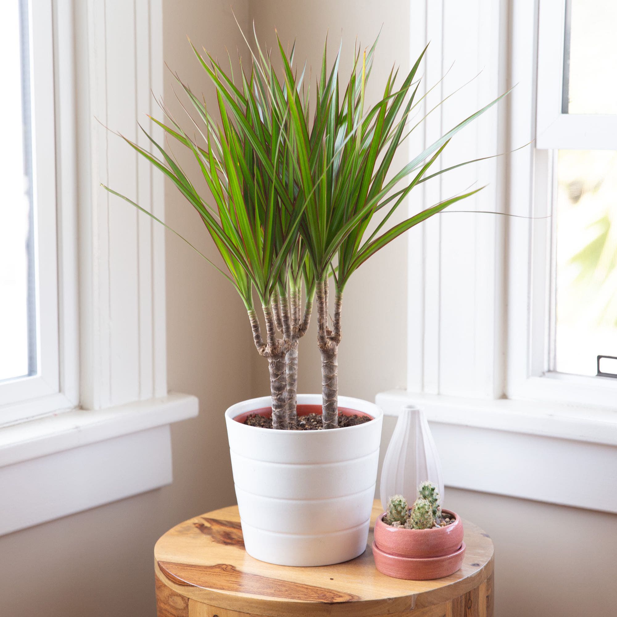 Purifie l’air 