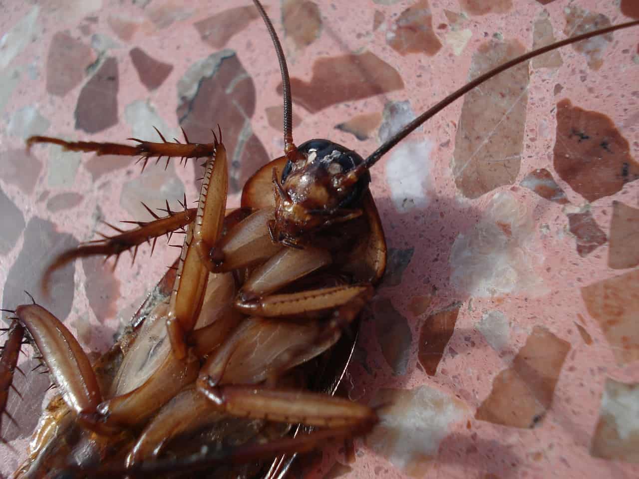 Solution naturelle contre les insectes