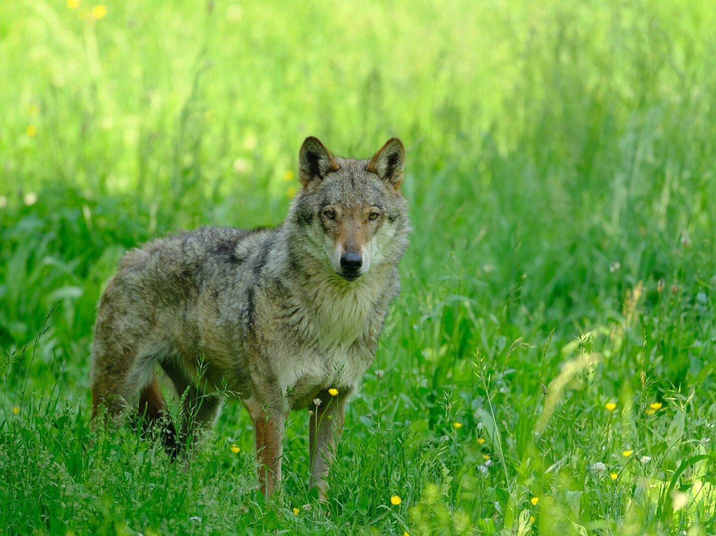 Loup observant à distance
