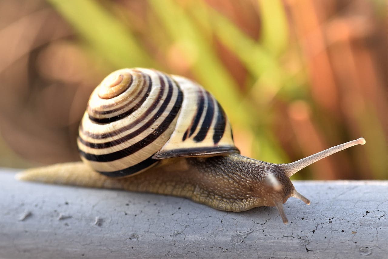 Escargots dans un jardin