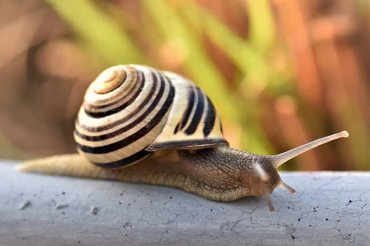 Escargots dans un jardin