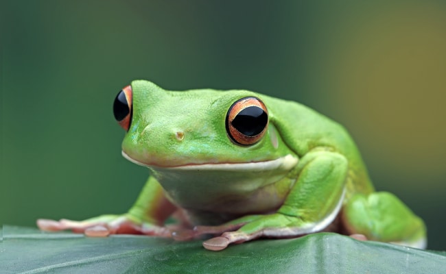 Grenouille verte sur une feuille