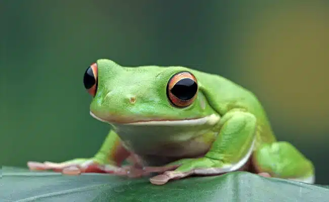 Grenouille verte sur une feuille