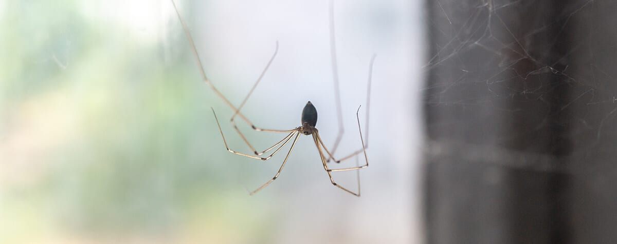 Araignée dans une maison
