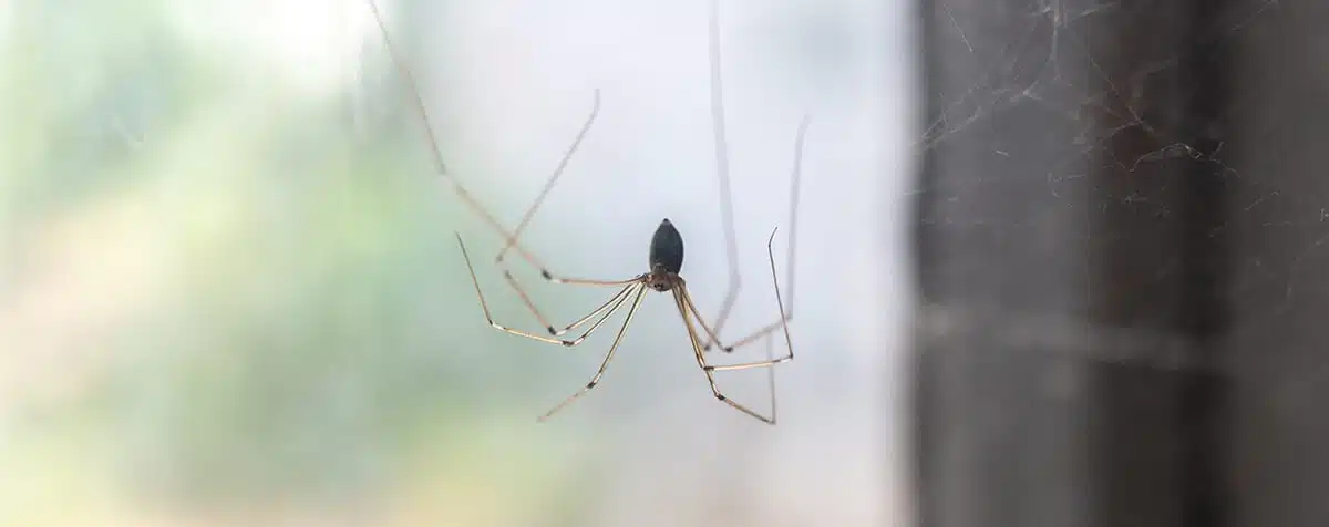 Araignée dans une maison