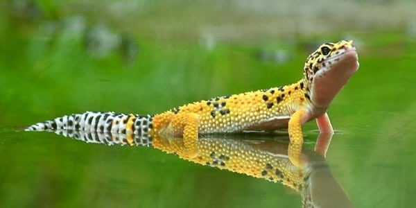 Fiche conseil sur les geckos