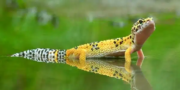 Fiche conseil sur les geckos