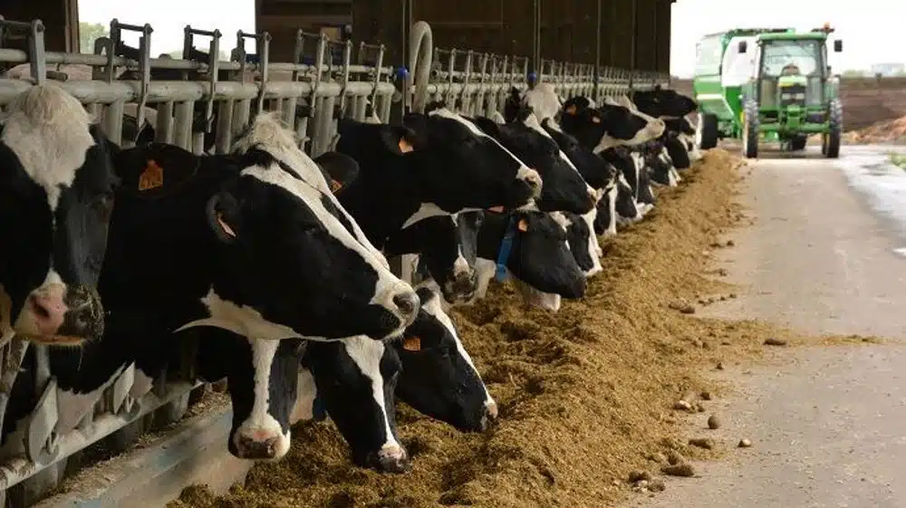 Vache dans son environnement d'élevage