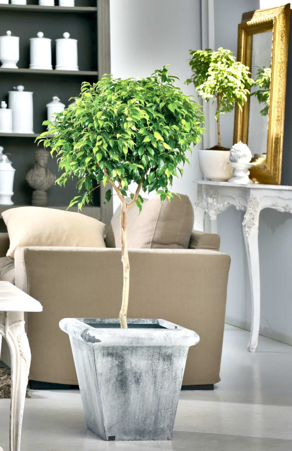 Plante verte 