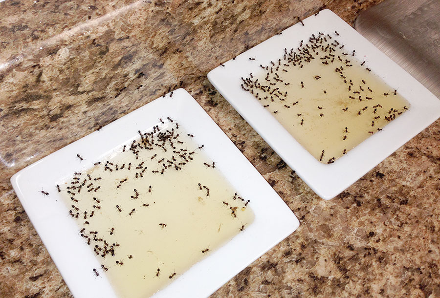 Solution naturelle contre les fourmis