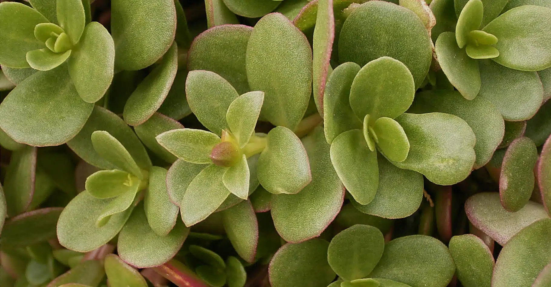 Plante de pourpier en gros plan montrant ses feuilles charnues et ses tiges rougeâtres