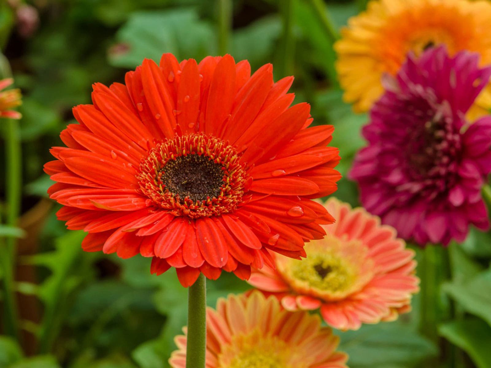 Le gerbera 