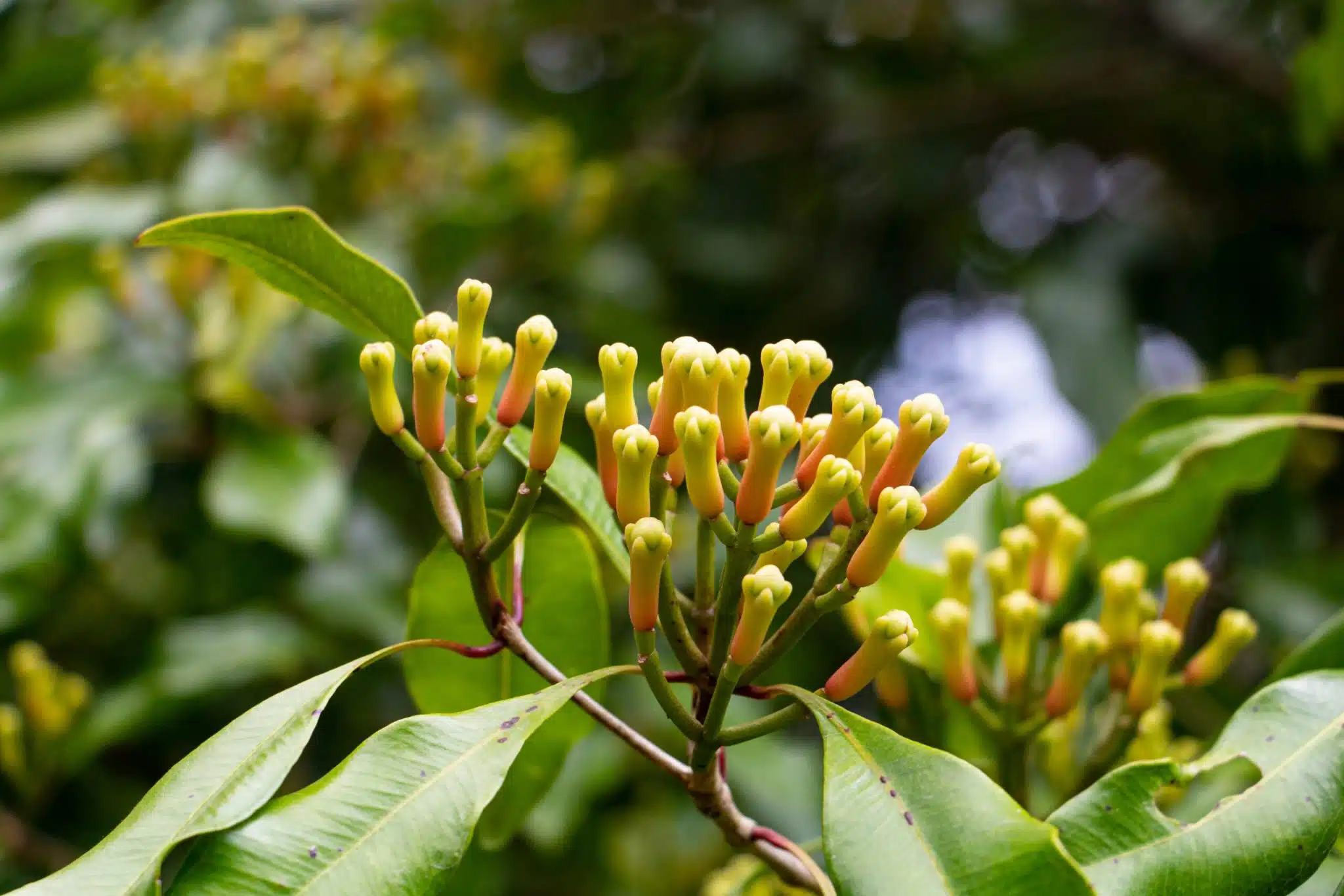 Un jeune giroflier en pot au feuillage vert et brillant