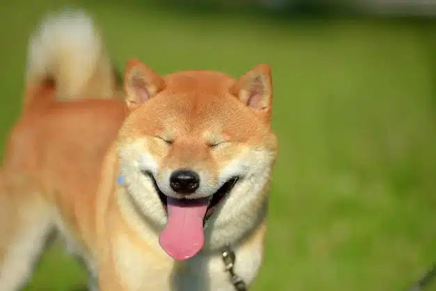 Chien reniflant avec attention