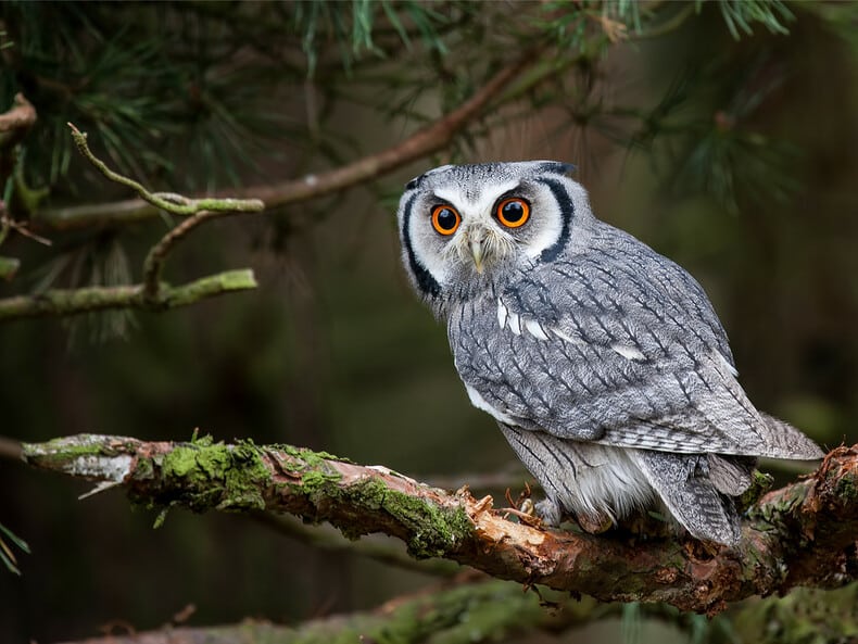 Hibou perché sur une branche d'arbre en pleine nature
