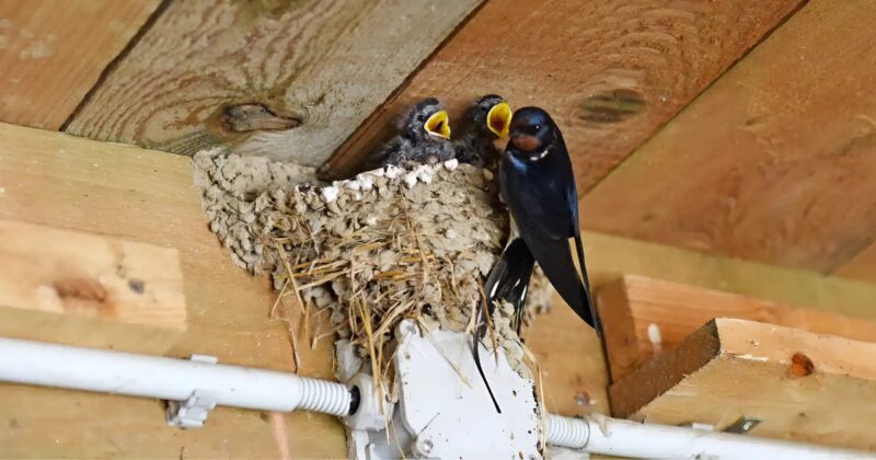 Hirondelle se posant sur une branche