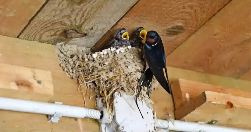Hirondelle se posant sur une branche