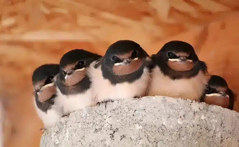 Hirondelle observant depuis un rebord