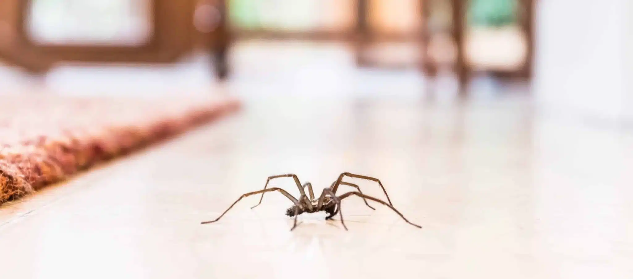 Barrière naturelle contre araignées