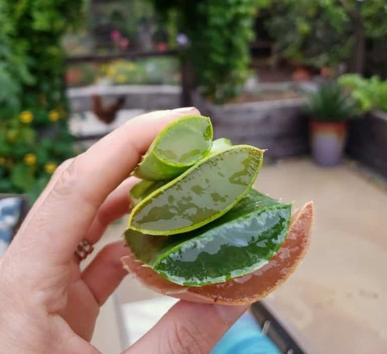 Gel d'aloe vera frais