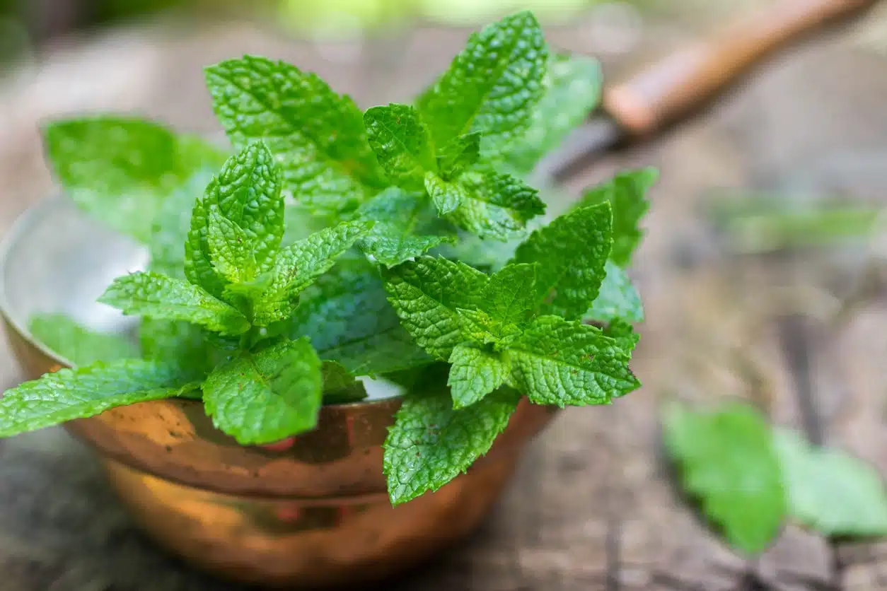 Feuilles de menthe fraîche sur table en bois