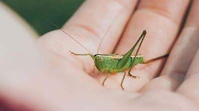 Insecte vert près d'une porte