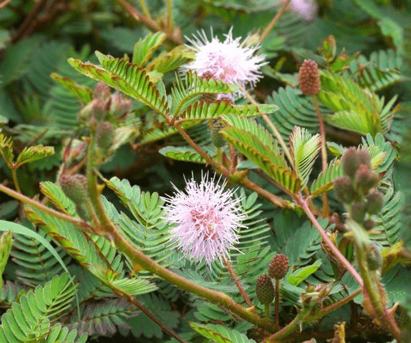 Représentation graphique de l'inflammation