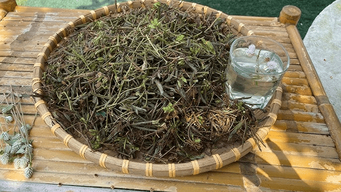 Préparation d'une infusion de Mimosa pudica