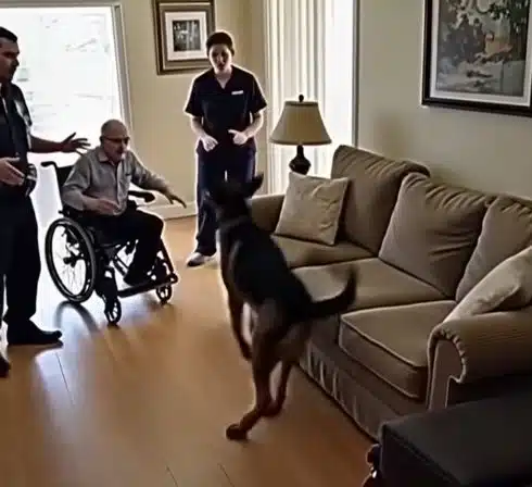 Chien policier reniflant un canapé dans une entrée