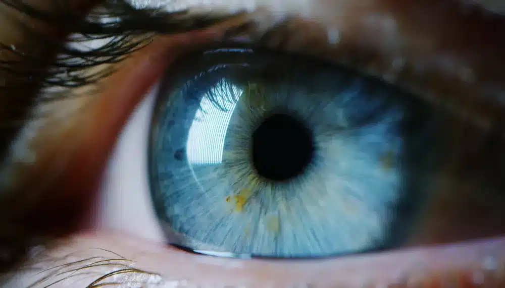 Illustration d'une forêt enchantée avec plusieurs animaux cachés